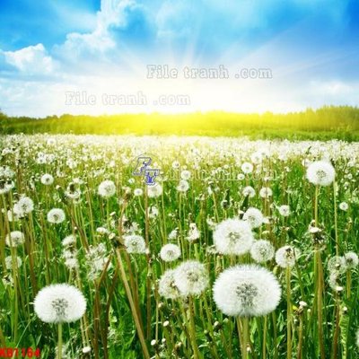 File tranh File in kính bếp KB1164 (gốc) phong cách tối giản