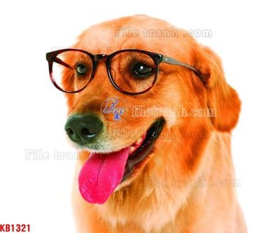 Download file gốc File in kính bếp KB1321 (in lụa) cao cấp