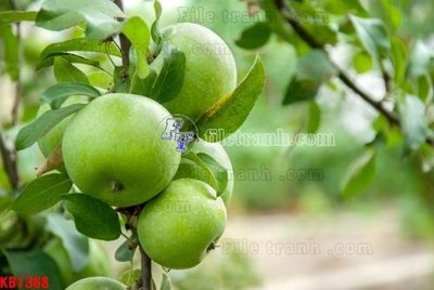 File tranh File in kính bếp KB1368 (bản gốc) in lụa 3D