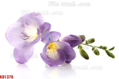 File in ấn File in kính bếp KB1376 (bản gốc) từ file gốc