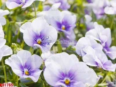 File gốc File in kính bếp KB1765 (in lụa) chi tiết cao