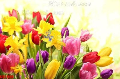 File gốc in mica File in kính bếp KB1899 chất lượng