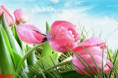 Download file gốc File in kính bếp KB2037 (in mica) logo