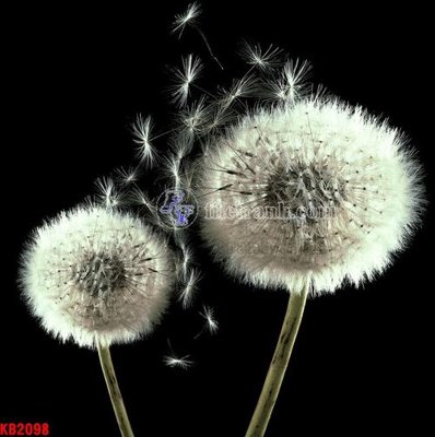 File PSD File in kính bếp KB2098 (bản gốc) độ phân giải cao