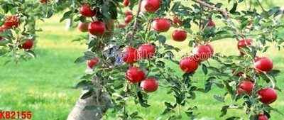 File PSD File in kính bếp KB2155 (bản gốc) chất lượng nhất