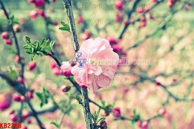 Tải file gốc File in kính bếp KB2386 (in tráng gương) siêu đẹpFile tranh gốc File in kính bếp KB2386 chất lượng cao