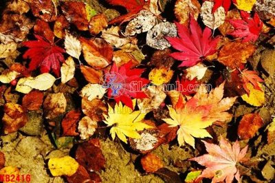 File tranh PSD File in kính bếp KB2416 chất lượng cao