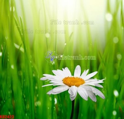 Download file gốc File in kính bếp KB2423 (in mica) logo