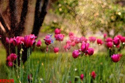 File tranh gốc in trần nhà File in kính bếp KB2426 3D