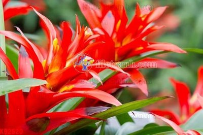 File gốc File in kính bếp KB2520 (in mica) làm bảng hiệu