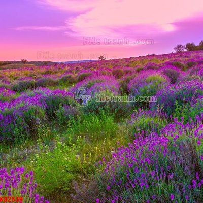 File tranh File in kính bếp KB2539 (bản gốc) treo quán cafe