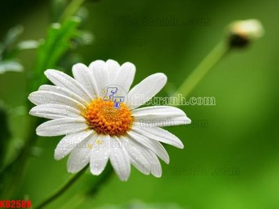 File tranh File in kính bếp KB2588 (bản gốc) in canvas