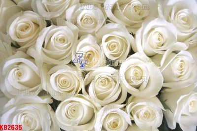 Tải file File in kính bếp KB2635 (ảnh gốc) file AI/EPS