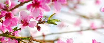 File gốc in ấn File in kính bếp KB3398 chuẩn màu CMYK