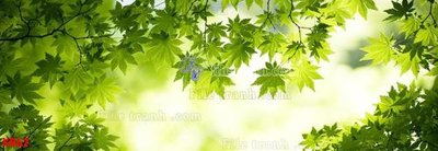 Download file gốc File in kính bếp KB62 (in lụa) nghệ thuật