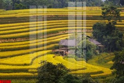 File tranh gốc File tranh in décor tranh treo tường tổng hợp KD11103 (bản quyền) file PSD