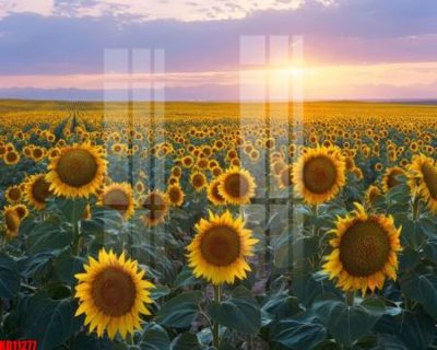 Hình ảnh gốc File tranh in décor tranh treo tường tổng hợp KD11277 (để in khổ lớn)