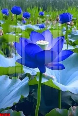 File in lụa File tranh in décor tranh treo tường tổng hợp KD11514 (chất lượng cao) File tranh in décor tranh treo tường tổng hợp KD11514