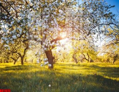 File gốc in tráng gương File tranh in décor tranh treo tường tổng hợp KD11615 chi tiết