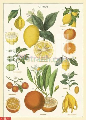 Tải file File gốc in tranh nền tường tổng hợp KD1786 (ảnh gốc) in tráng gương