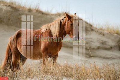 Download file File gốc in tranh nền tường tổng hợp KD20 (chuẩn in) chất lượng cao