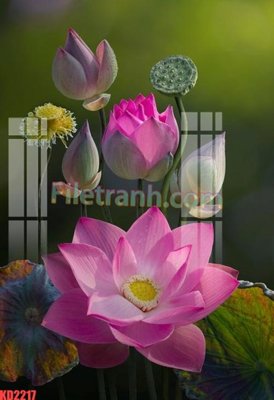 File in ấn File gốc in tranh nền tường tổng hợp KD2217 (bản gốc) từ file gốc