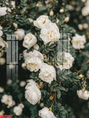 File in lụa File gốc in tranh nền tường tổng hợp KD2342 (chất lượng cao) File gốc in tranh nền tường tổng hợp KD2342