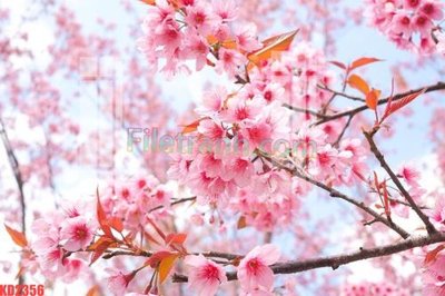 Tải file File gốc in tranh nền tường tổng hợp KD2356 (gốc) in nhanh