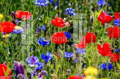 File gốc File gốc in tranh nền tường tổng hợp KD2362 (chủ đề hiện đại) trang trí