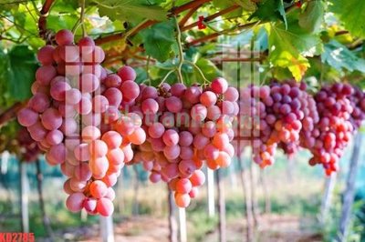 File gốc File gốc in tranh nền tường tổng hợp KD2785 (chủ đề hiện đại) trang trí