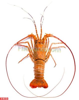 File PSD in ấn File gốc in tranh nền tường tổng hợp KD369 (chất lượng cao)