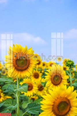 File tranh File gốc in tranh nền tường tổng hợp KD3756 (gốc) phong cách tối giản