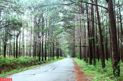 Tải về hình ảnh gốc File gốc in tranh nền tường tổng hợp KD3804 sắc nét