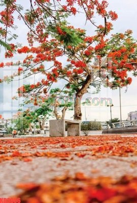 File tranh in tráng gương File gốc in tranh nền tường tổng hợp KD3806 (siêu nét)