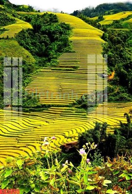 File in mica File gốc in tranh nền tường tổng hợp KD3855 (bản gốc) siêu trong