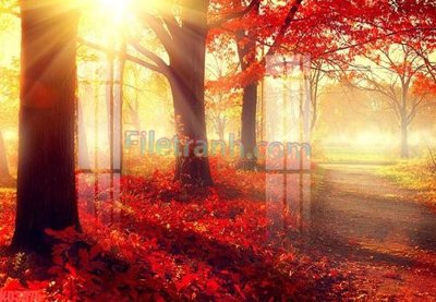 Ảnh gốc File gốc in tranh nền tường tổng hợp KD3875 (siêu chi tiết) để in ấn