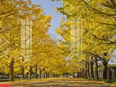 File gốc File gốc in tranh nền tường tổng hợp KD3890 (in lụa) tranh thuận buồm