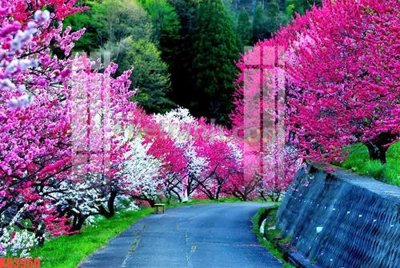 File gốc File gốc in tranh nền tường tổng hợp KD3950 (trang trí) cho phòng khách