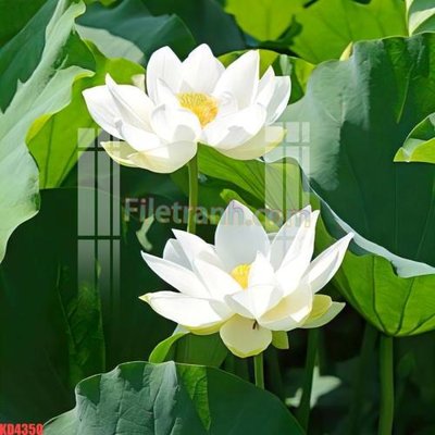 File tranh File gốc in tranh nền tường tổng hợp KD4350 (bản gốc) in lụa 5D