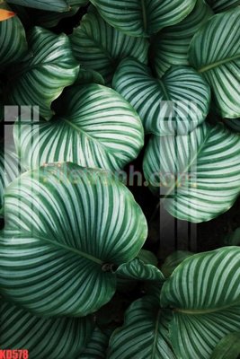 Mua file gốc File gốc in tranh nền tường tổng hợp KD578 (chất lượng) tại Filetranh.com