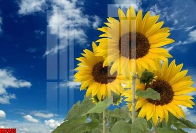 Tải file gốc File tranh in décor tranh treo tường tổng hợp KD7035 (in khổ lớn) không vỡ