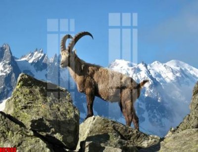 Ảnh gốc file in lụa File tranh in décor tranh treo tường tổng hợp KD7683 chi tiết