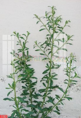 File in trần File gốc in tranh nền tường tổng hợp KD78 (bản gốc 3D) sống động