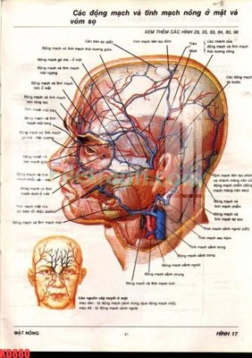File in trần File gốc in tranh nền tường tổng hợp KD880 (bản gốc) đại dương
