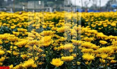 File tranh File tranh in décor tranh treo tường tổng hợp KD9419 (bản gốc) trang trí văn phòng