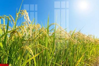 File PSD File tranh in décor tranh treo tường tổng hợp KD9533 (chất lượng in ấn)