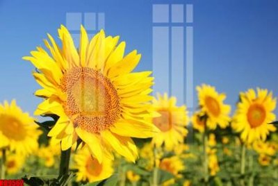 Tệp tin gốc File tranh in décor tranh treo tường tổng hợp KD9562 (chất lượng cao) File tranh in décor tranh treo tường tổng hợp KD9562