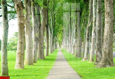 Tải file File tranh in décor tranh treo tường tổng hợp KD9822 (ảnh gốc) độ phân giải 300dpi