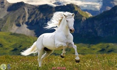 File gốc File mã đáo thành công MD308 (PNG) chất lượng cao