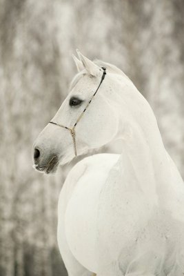 File gốc File mã đáo thành công MD6101 (bản quyền) cho in ấn